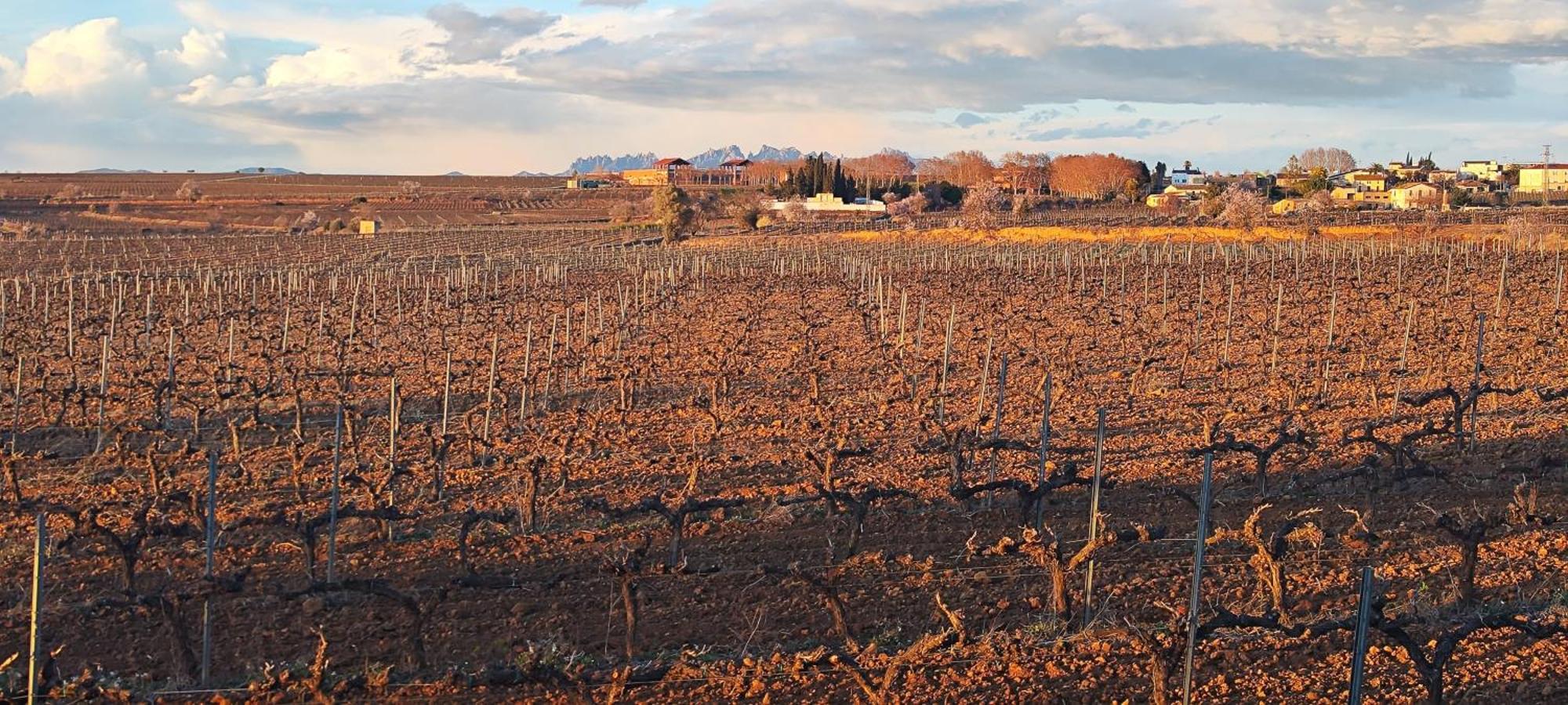 Cal Llop Villa Sant Cugat de Sesgarrigues Eksteriør billede