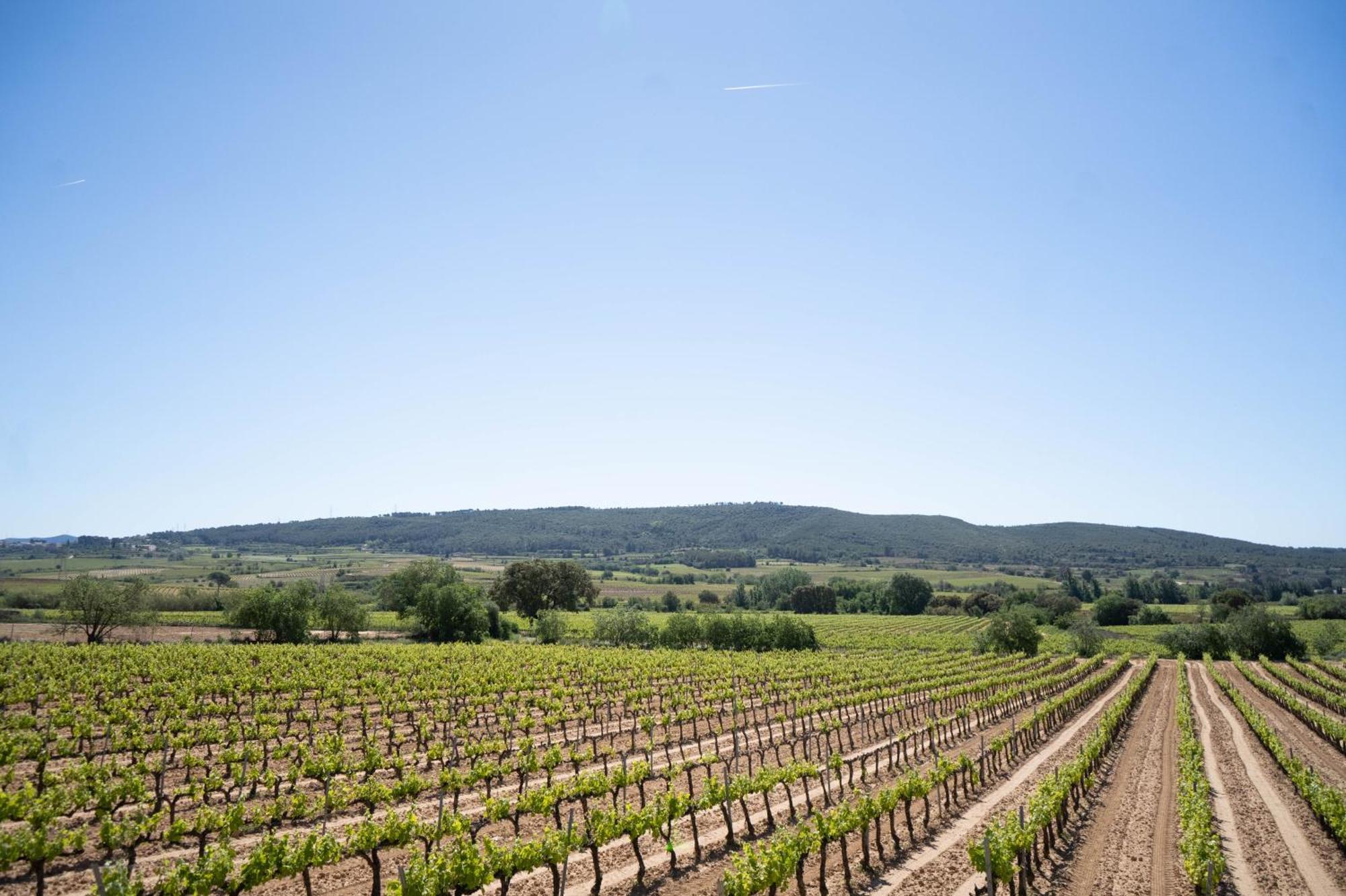 Cal Llop Villa Sant Cugat de Sesgarrigues Eksteriør billede